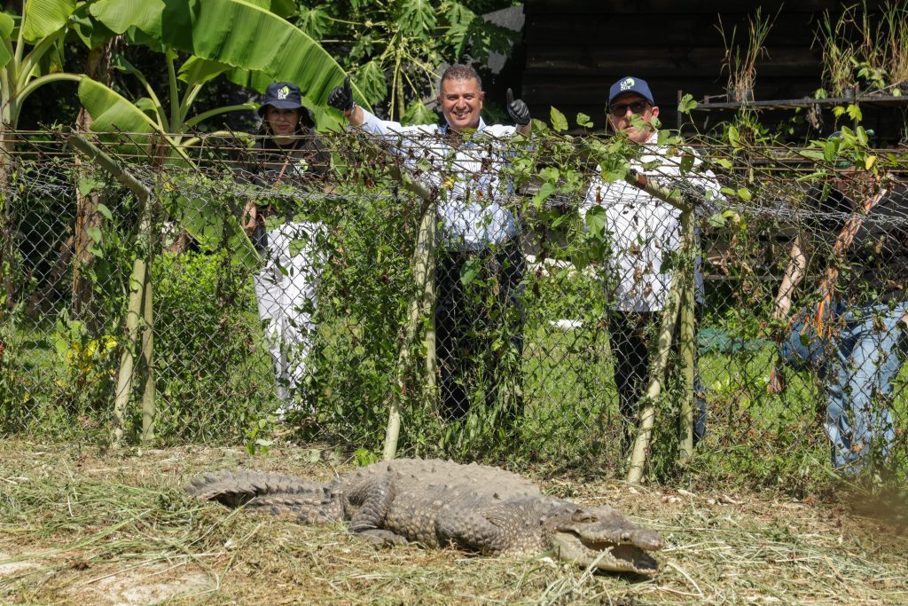 CAIMÁN ‘LA ÑATA’ Y OTRAS ESPECIES RESCATADAS COMIENZAN UNA NUEVA VIDA