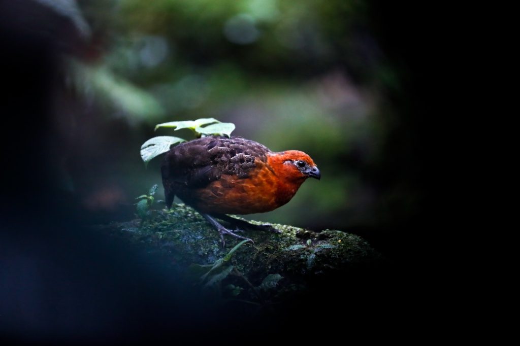 COLOMBIA BIRDFAIR SERÁ LA PRIMERA FERIA DE AVES EN EL MUNDO EN COMPENSAR SU HUELLA DE CARBONO