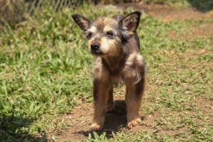 ‘Mallarino’, el perrito que sobrevivió al abandono y hoy busca un hogar lleno de amor
