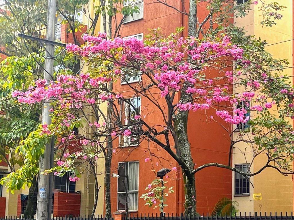 Más de 17.000 Guayacanes florecen y tiñen de colores las calles de Cali