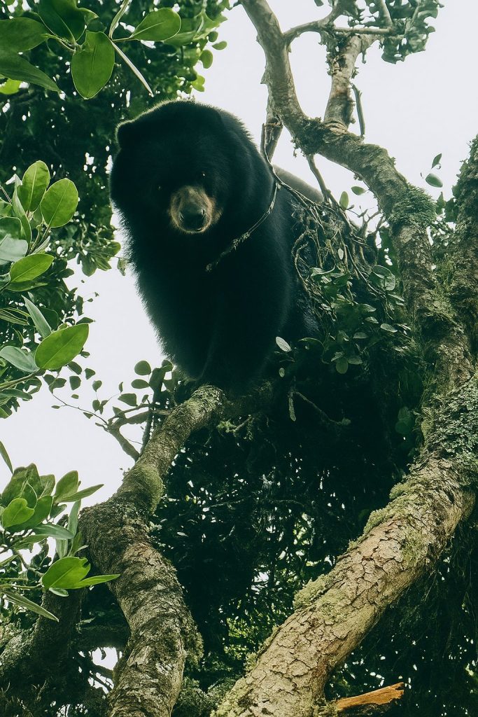 OSO DE ANTEOJOS FUE AVISTADO EN ZONA RURAL DE PALMIRA
