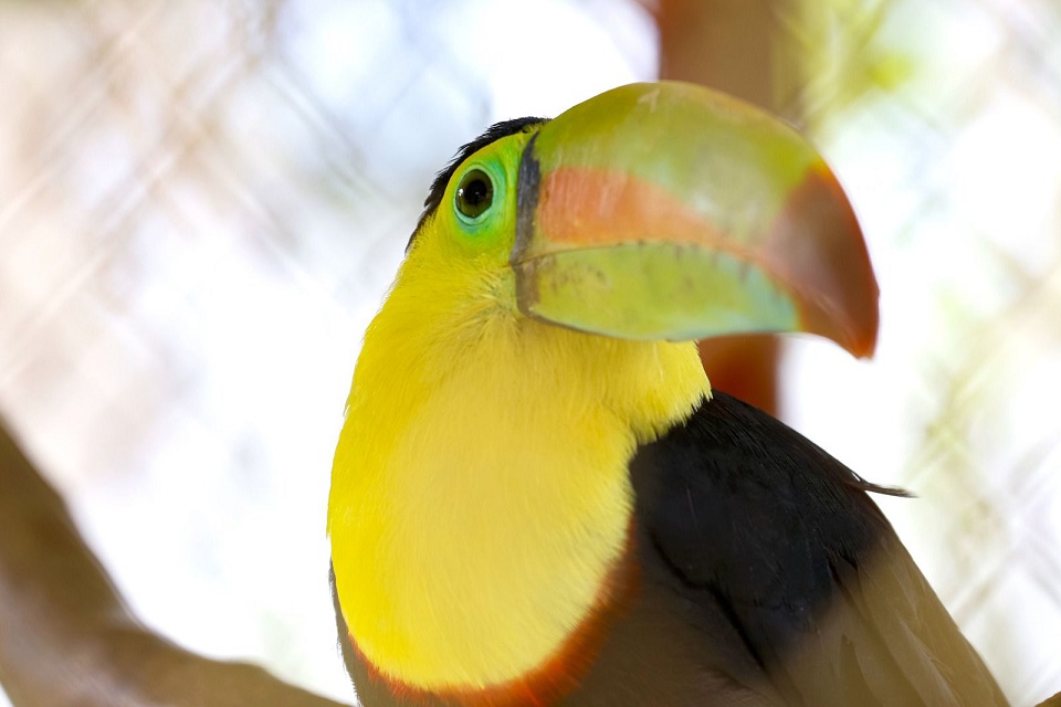 HALLAN SEIS GUACAMAYAS, UN TITÍ CABECIBLANCO Y UN TUCÁN EN UNA FINCA EN DAGUA