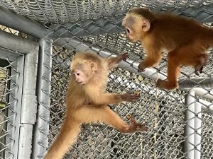 Dos monos capuchinos en recuperación en la zona de cuarentena del Hogar de Paso del Dagma. La imagen muestra la fragilidad de los primates afectados por el tráfico de fauna silvestre.