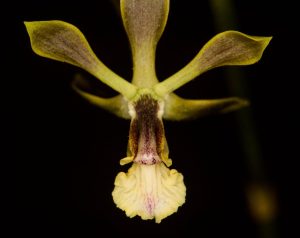 Orquídea endémica Encyclia Tuluaensis, flor oficial de Tuluá, en su hábitat natural del Parque Mateguadua.
