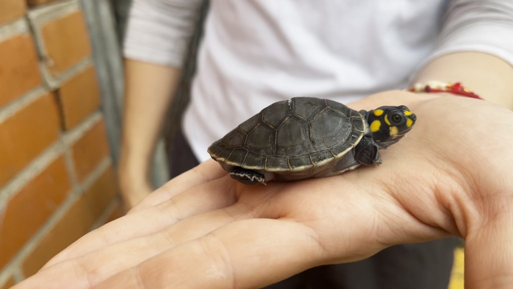 41 animales silvestres siendo preparados para traslado por veterinarios del Dagma en Cali a Caquetá y Amazonas.