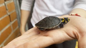 41 animales silvestres siendo preparados para traslado por veterinarios del Dagma en Cali a Caquetá y Amazonas.